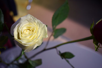 White Rose