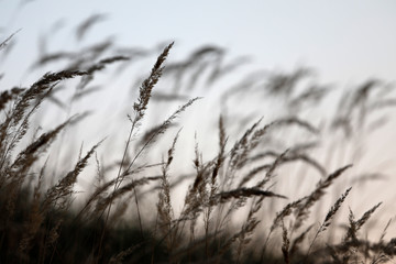 Wilde Gräser, Steppengras, Federgras als künstlerische Silhouette