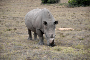 Fototapeta premium 南アフリカ シロサイ