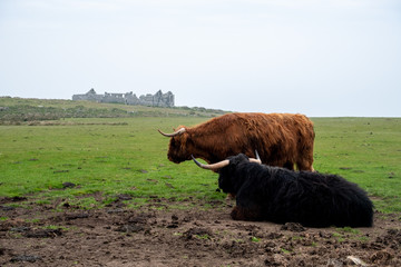 Hiland cattle cows lundy island devon england uk 