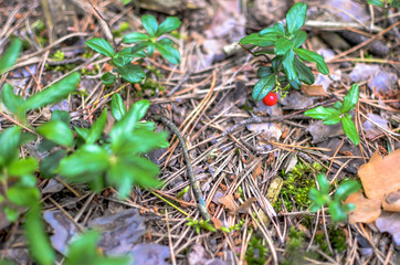 Background of the grass, bumps and moss and red berry