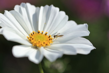 Obraz premium 白い秋桜とヒメヒラタアブのクローズアップ