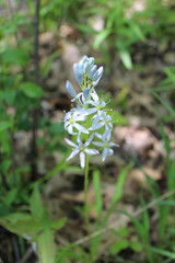 Wild hyancinth at Chicago's Bunker Hill Woods