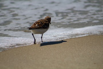 Sandpiper on the beach on Ocracoke Island North Carolina 