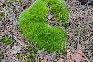 Background of the grass, bumps and moss
