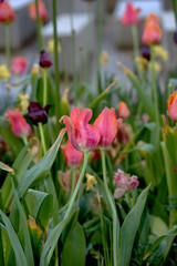 TULIPS IN THE RAIN