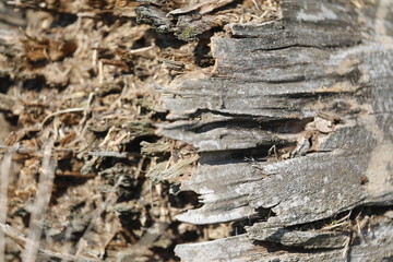 Altes Holz, Totholz als Heimat für Insekten und Tiere