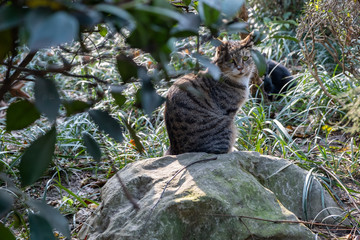 Gray cat sitting on stone in the park with green grass on background