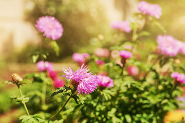 background of wildflowers at sunset in summer