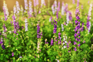 background of wildflowers at sunset in summer