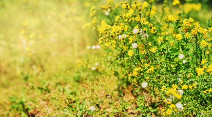 background of wildflowers at sunset in summer
