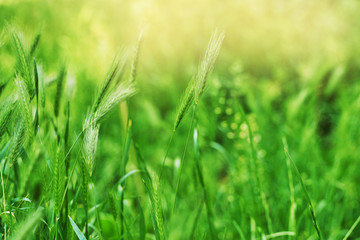 summer background of green spikelets at sunset