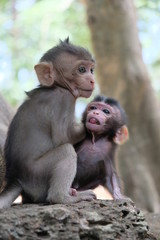 Deux bébés singe du Cambodge à Angkor