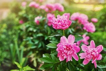 peony bush in the courtyard of a residential building in the spring at sunset