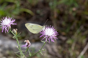 butterfly on flower
