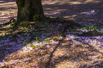 桜の花びら散った風景