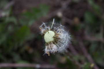 The floor onduty dandelion in the village