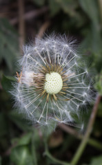 The floor onduty dandelion in the village