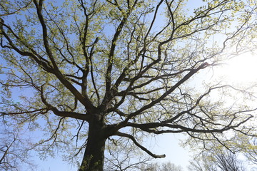 Fototapeta premium Alte, große Eiche mit verzweigten Ästen und grünen Blättern im Frühling als Silhouette vor blauem Himmel aus Froschperspektive