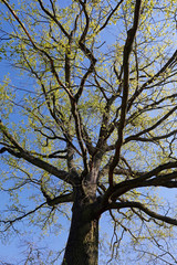 Alte, große Eiche mit verzweigten Ästen und grünen Blättern im Frühling als Silhouette vor blauem Himmel aus Froschperspektive
