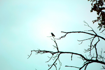 birds on a tree