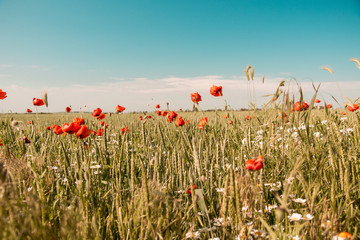 Feld with young wheat daisies and poppies in summer