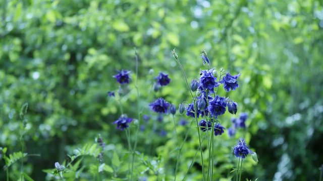 &uuml;berall summt und zirpt es, wenn man sich die zeit nimmt und kurz stehen bleibt, auf einer wilden wiese entdeckt man allerlei sch&ouml;nheiten, wie diese blaue Akelei inkl. Bienen, Totale
