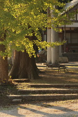 神社境内の銀杏の木と秋の風景
