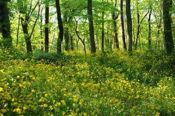forest © mustafa