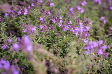 Spring purple flowers of Thyme in forest. Soft focus