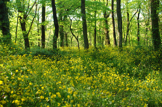 forest