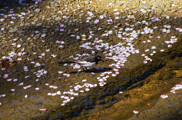 セキレイと桜の花びら