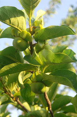 green fruit