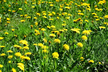 Fototapeta premium Löwenzahn - Blume - Blumenwiese