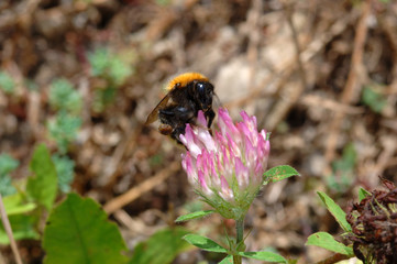 flower and bee