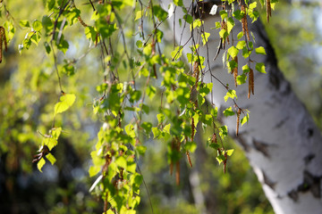Birke Baum mit grünen frischen Blättern in der Sonne im Frühling