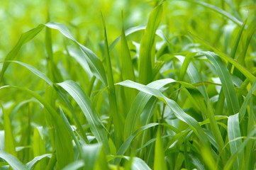 Obraz premium green corn