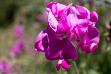 Fototapeta premium purple flower in the garden