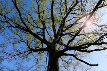 Alte, große Eiche, Steineiche mit verzweigten Ästen und frischen grünen Blättern im Frühling 