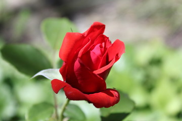 Red rose
