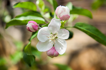 Fototapeta na wymiar Close-up of apple tree flowers. White apple-flowers in spring. Beautiful white spring blossom on green bokeh background.