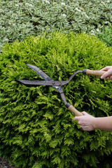 Thuja pruning with vintage garden scissors