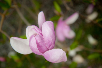 Large white and pink magnolia flower. Only blossomed on a branch of a tree. Spring Flower.