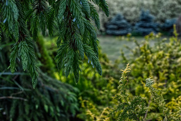 Weeping serbian spruce in conifer garden