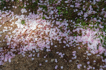地面に落ちた桜の花びら
