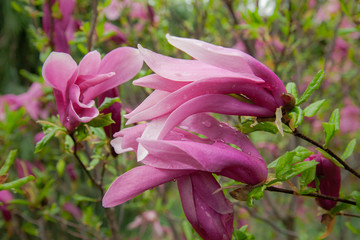 Large lush pink magnolia flowers. Fresh flowers bloomed on the branch after the rain, covered with raindrops. Spring Flower.