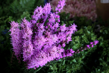 purple flowers in the garden