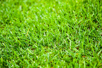 Grass texture. Freshly cut green grass background. Natural grass. Trimmed lawn. Green background.