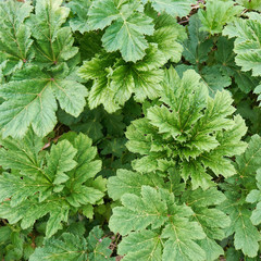 Close up of green leaves of hogweed in spring time outdoors