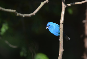 Male Indigo Bunting bird